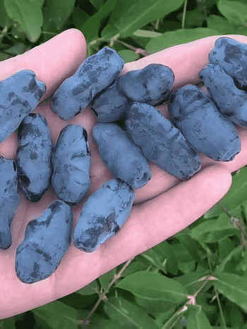 Жимолость плодовая Бакчарский Великан