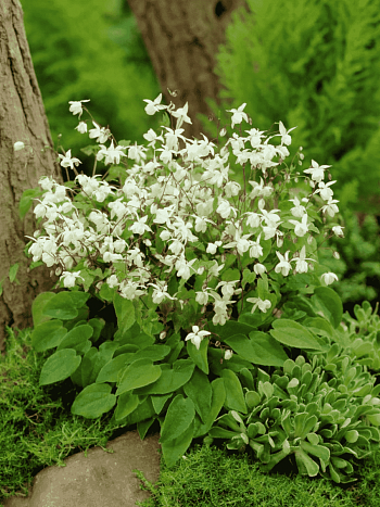 Горянка Юнга Niveum