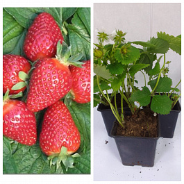 Земляника садовая Квики НАБОР 3ШТ