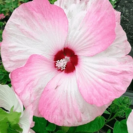 Гибискус мускусный Luna Pink Swirl