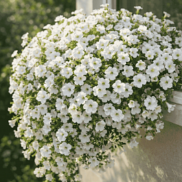 Петуния (сурфиния) Itsy white кашпо 