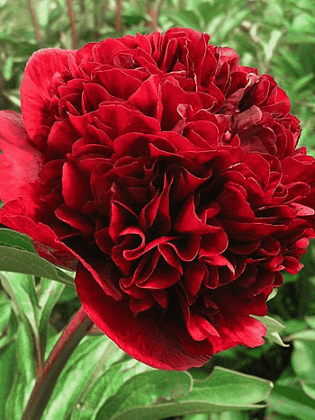 Пион Древовидный Red grass