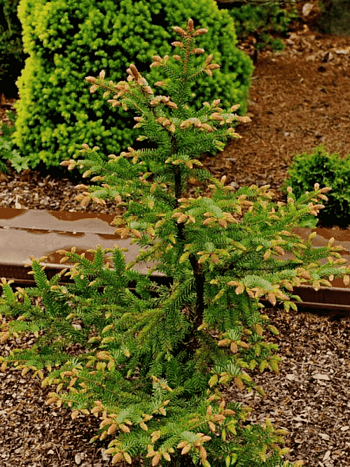 Ель сербская Roter Austrieb