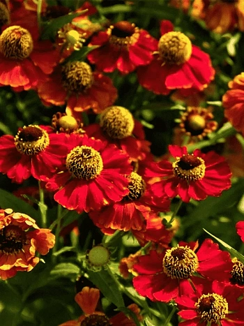 Гелениум осенний Rubinzwerg