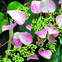 Схизофрагма гортензиевидная Roseum