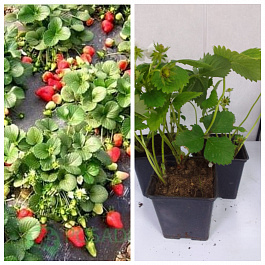 Земляника садовая Елизавета 2 НАБОР 3ШТ