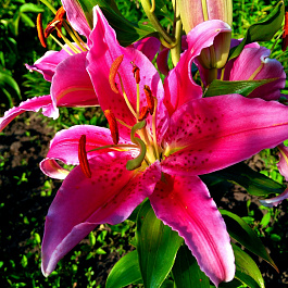 Лилия восточная Кобра НАБОР 2ШТ (2+2)