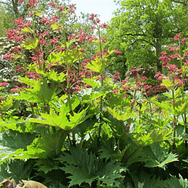 Ревень пальчатый