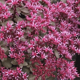 Очиток ложный Fuldaglut