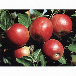 Яблоня Красное раннее