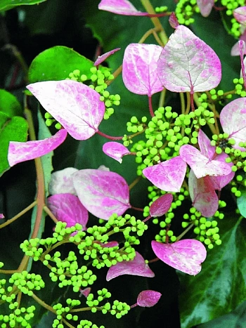 Схизофрагма гортензиевидная Roseum