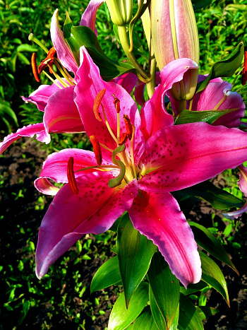 Лилия восточная Кобра НАБОР 2ШТ (2+2)