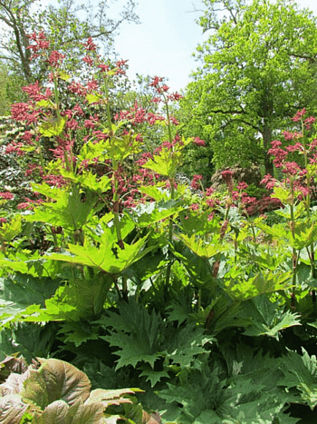 Ревень пальчатый