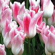 Тюльпан Holland Chik