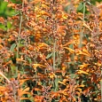 Агастахис оранжевый Apricot Sprite