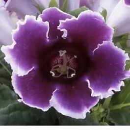 Глоксиния Импресс Блю Пикоти