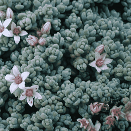 Очиток густолистный