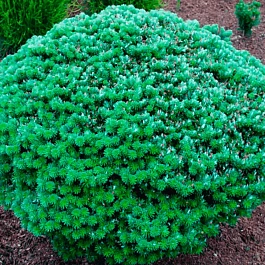 Пихта корейская Kristallkugel