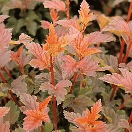 Пузыреплодник калинолистный Zdechovice