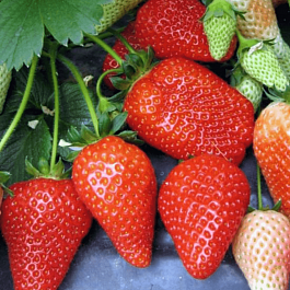 Земляника садовая Альба