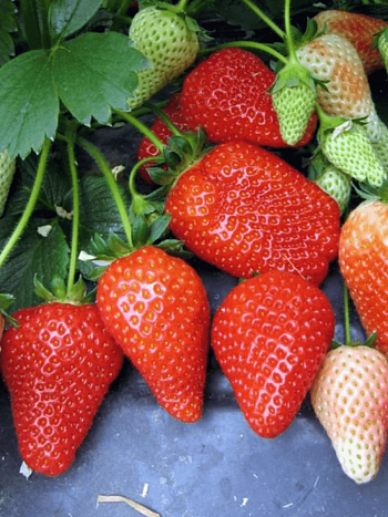 Земляника садовая Альба