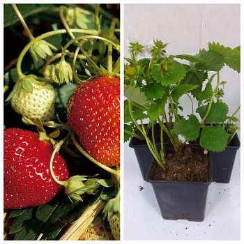 Земляника садовая Мара Де Буа НАБОР 3ШТ