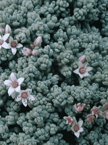 Очиток густолистный