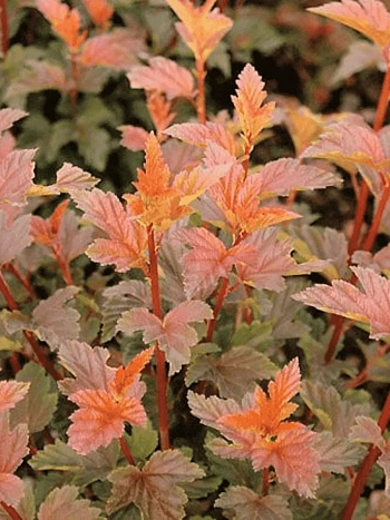 Пузыреплодник калинолистный Zdechovice