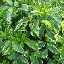 Бузина черная Variegata