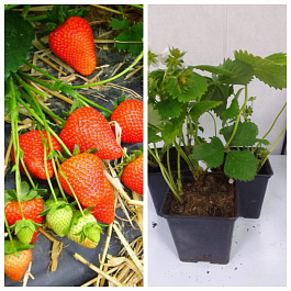 Земляника садовая Ароза НАБОР 3ШТ