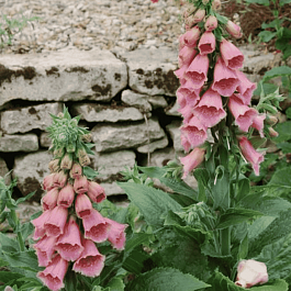 Наперстянка мертонская Summer King