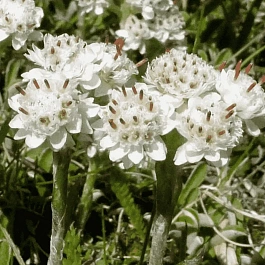 Антеннария войлочная