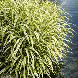 Манник большой Вариегата