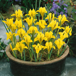 Ирис Данфорда