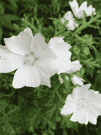 Мальва мускусная Alba