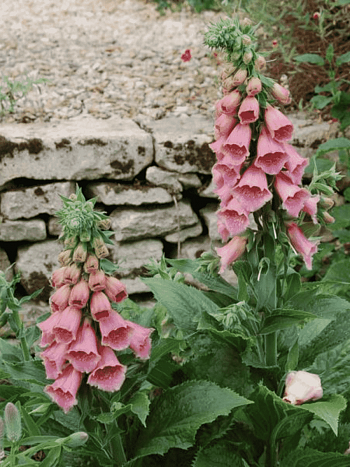 Наперстянка мертонская Summer King