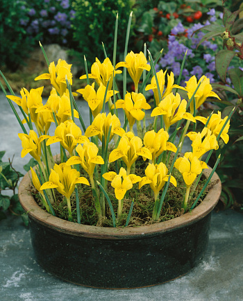 Ирис Данфорда