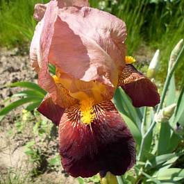 Ирис бородатый Момаквин