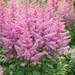 Астильба Арендса Hyazinth