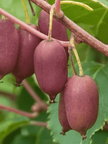 Актинидия Аргута Hardy Red