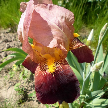 Ирис бородатый Момаквин