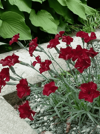 Гвоздика гратианополитанская Rubin