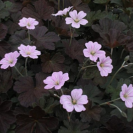 Герань гибридная Даски Краг