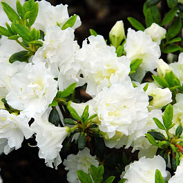 Азалия японская Хисако