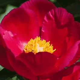 Пион Молочноцветковый America