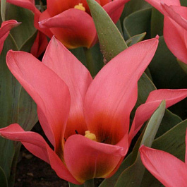 Тюльпан многоцветковый Торонто