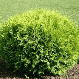 Туя западная Globosa Aurea