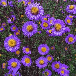 Астра ново-бельгийская Schoene von dietlikon