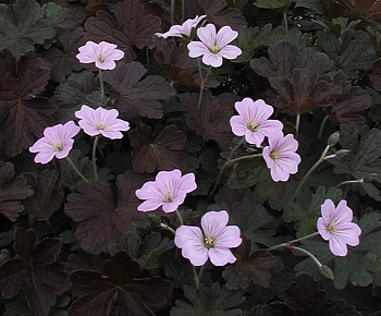 Герань гибридная Даски Краг