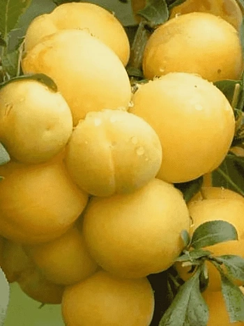 Алыча гибридная Мара